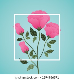 frame with beautiful rose