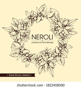 Frame with bitter orange flowers, buds, fruits . Detailed hand-drawn sketches, vector botanical illustration.  