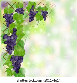 Frame with blue ripe vineyard