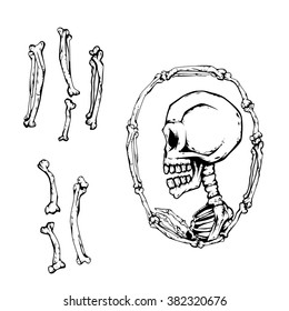 frame of bone skull