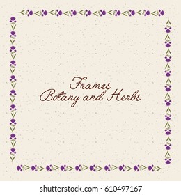 frame botany and herbs. colorful design. vector illustration