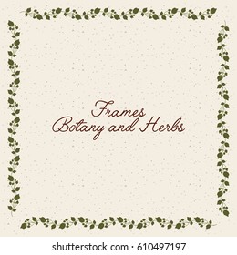 frame botany and herbs. colorful design. vector illustration