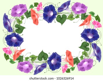 Frame from bouquet climbing wavy bells, convolvulus, flowers blue, pink, purple and green leaves drawn in vector 