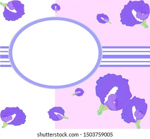 frame butterfly pea flowers,  (сlitoria ternatea), or bluebellvine, medicinal plant, design of natural herb products. frame, with various colored leaves, vector frames decorated  text