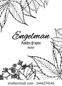 Frame for cards, invitations, banners. Drawing by hand. Plants on a white background. Vector graphics.
