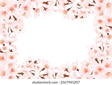 Frame of cherry blossoms in full bloom Spring April March Cherry blossom