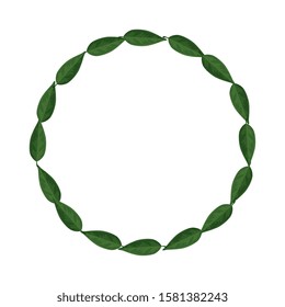 frame circular of leafs nature isolated icon vector illustration design
