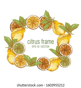 Frame of citrus fruits on an isolated background. Lemon, lime, orange on a white background. Hand illustration. Concept: label for juice, citrus tea; packaging for citrus cosmetics, aroma. Vector.