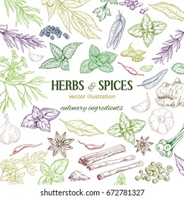 frame composed of hand drawn colored herbs and spices on white background, vector illustration