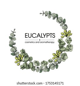 Frame with Eucalyptus leaves, young shoots and branches of eucalyptus. Detailed hand-drawn sketches, vector botanical illustration.  For menu, label, packaging design.