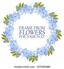 Frame of flowers for text. light blue Flowers Delphinium. Isolated on white background.