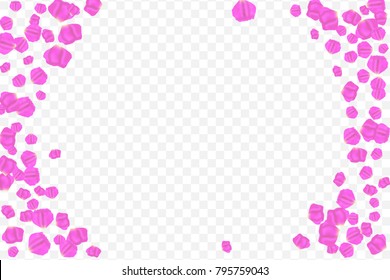 Frame of flying random, chaotic, pink, lilac, petals on transparent background.