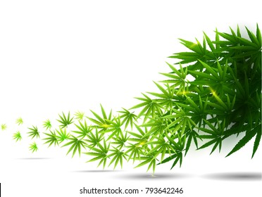 Frame Formed With Hemp (marijuana) Leaves Isolated On White Background.vector Illustration.