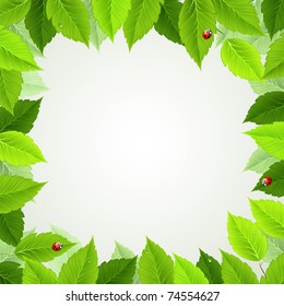 frame with fresh green leaves and ladybirds