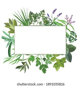 Frame with fresh herbs and spices. Banner with leaf and grass. Floral flat design elements. Vector illustration.