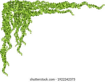 Frame of geen vine, liana or ivy hanging from above or climbing the wall.Decoration for garden or home.Template on white background.