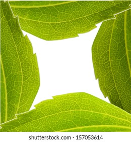 frame from green leaf