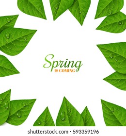 Frame with green leaves and water drops on white background. Morning dew, fresh  foliage. Vector illustration. Spring is coming concept