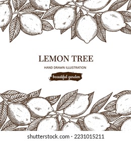 Frame with hand drawing lemon branch isolated on white background. Vegetarian, organic food. Vector Illustration. 