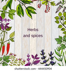 Frame with hand drawn culinary herbs and spices. Vector illustration