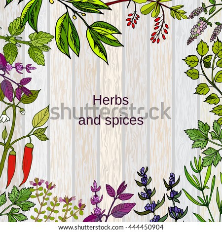 Frame with hand drawn culinary herbs and spices. Vector illustration