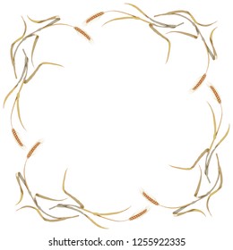 Frame of hand drawn rye or spikelets of wheat around on white background.Wheat ear,organic grain.