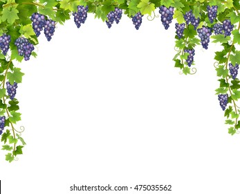 Frame from hanging bunches of ripe blue grapes with branches and leaves. Vector realistic illustration.