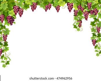 Frame from hanging bunches of ripe red grapes with branches and leaves. Vector realistic illustration.