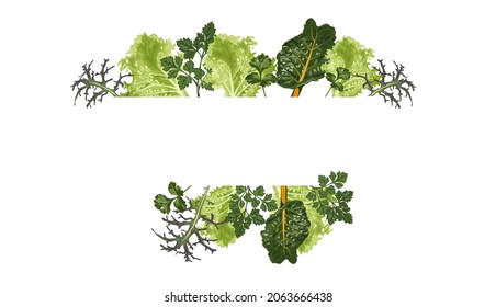 Frame with herbs isolated on white background. Fresh organic healthy plant based leafy greens