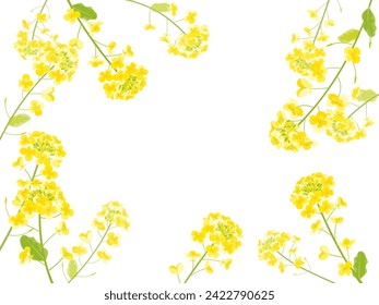 Frame illustration of brightly blooming rape blossoms