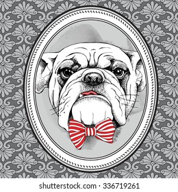 Frame with image of a Bulldog with bow. Vector illustration.
