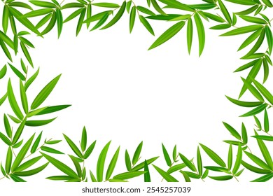 Frame of isolated bamboo branch. Beautiful green leaf isolated on white background. Green leaf frame. Vector illustration.