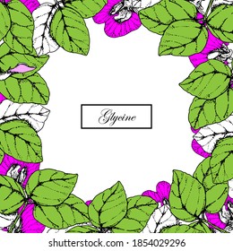 Frame of leaves and flowers of soybean. Botanical Herbal Graphics.Hand-drawn illustration. Vegetarian and healthy food in vintage style for printing, packaging, menu, fabric.