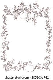 Frame with lemon plant. A very rich frame on the lemon with fruits and lemon flowers. A4 format