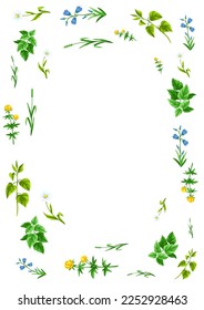 Frame with meadow flowers. Herbs and cereal grass. Beautiful decorative spring plants.