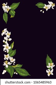 Frame for postcard with four branches of citrus lemon blooming fruit tree with flowers, vector graphic lemon tree flowers