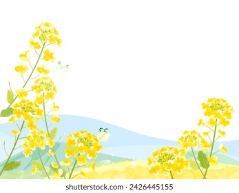 Frame of rape blossoms and blue sky