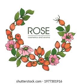 Frame with Rosa canina . Detailed hand-drawn sketches, vector botanical illustration.