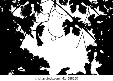 Frame silhouette of grape branches - the trace of the vineyard