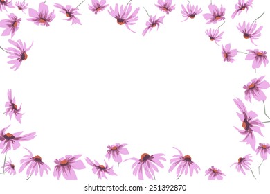 Frame with  small  Echinacea flowers on white background