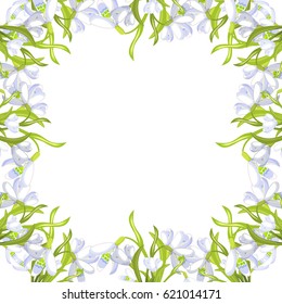 frame snowdrop flower blossomed  Vector illustration