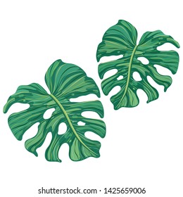 frame summer tropical leaves vector