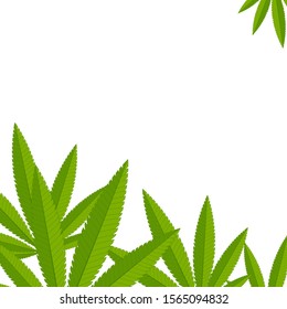 Frame for text from hemp
Unfolded hemp branches make up a frame for inscription on a white background
