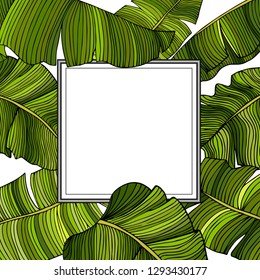Frame for text with a white background in a frame of multi-colored, green leaves of a banana tree, randomly scattered over a white background. Idea for poster, postcard, flyer. Tropical leaves.