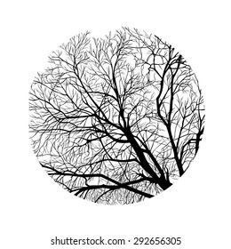 frame of tree branches