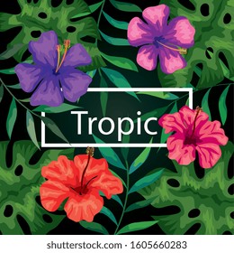 frame tropic with flowers and leafs vector illustration design