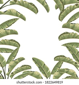 Frame of tropical botanical foliage plants green palm banana