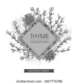 Frame with twig of thyme with leaves . Detailed hand-drawn sketches, vector botanical illustration