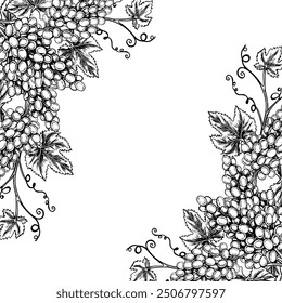 Un marco con viñas y racimos de uvas. Gráficos de Vector, ilustración dibujada a mano en blanco y negro. Aislar sobre un fondo blanco. Un elemento de diseño para paquetes y etiquetas. Para Anuncios y carteles.