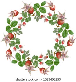 frame, wreath composition of fruits and leaves of wild rose hips, naturalistic painted for decoration, isolated, floristry, in vector